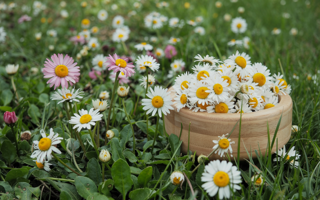 Gänseblümchen – Essbare Schönheit aus der Wiese