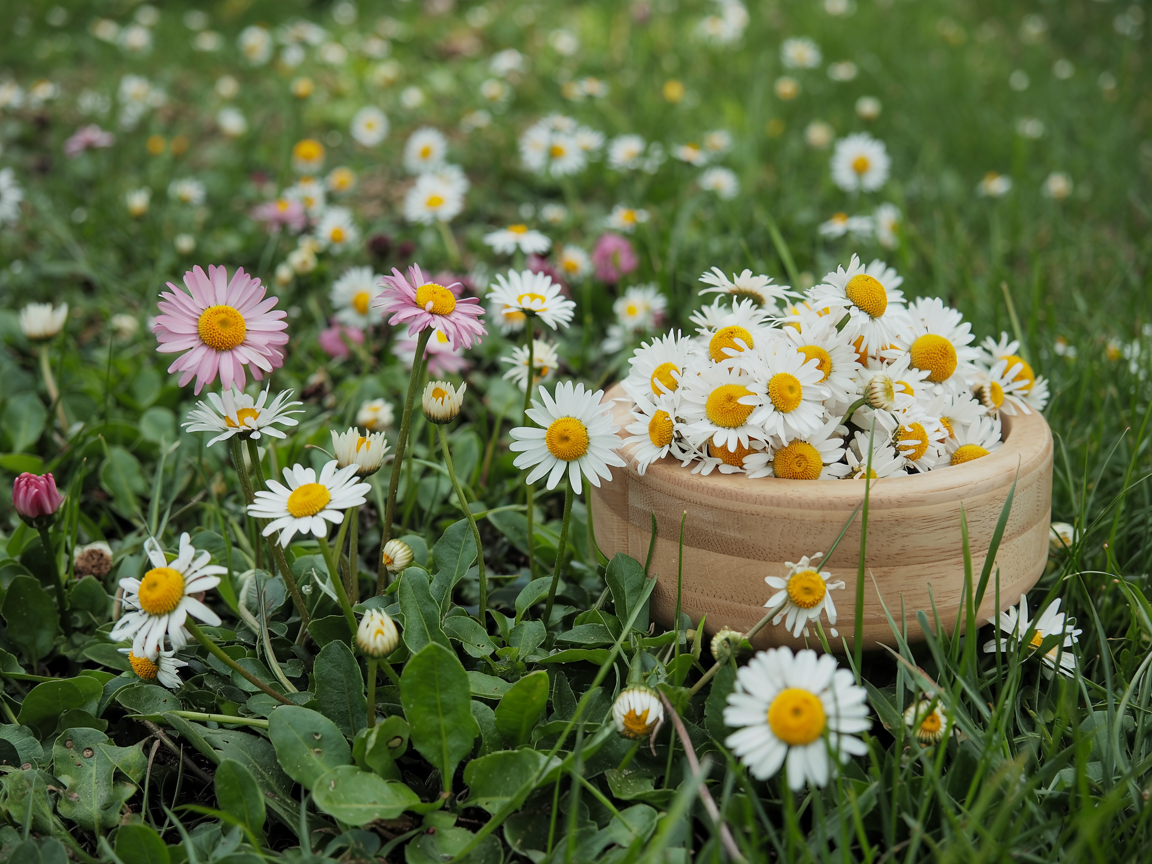 Gänseblümchen