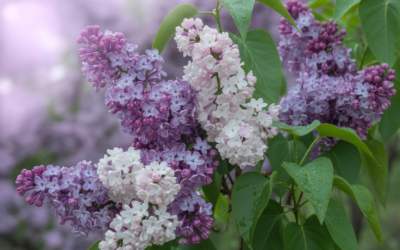 Flieder – Duftende Heilkraft und feines Aroma aus dem Garten